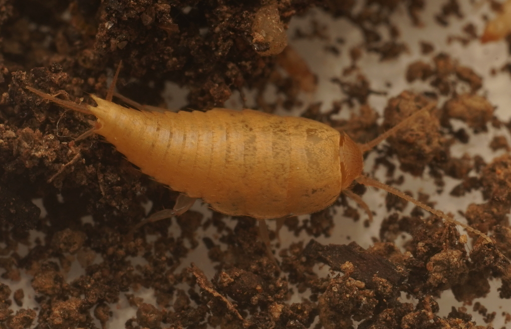 Australiatelura eugenanae