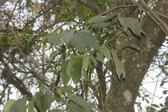 Bauhinia chapulhuacania