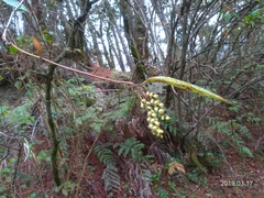 Stachyurus himalaicus