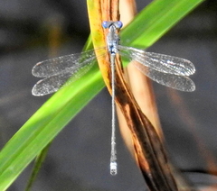 Lestes tridens