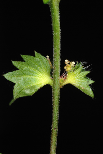 Acalypha gracilens iNat (1)