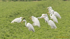Ardea alba
