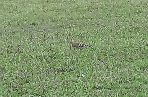 Common Hoopoe