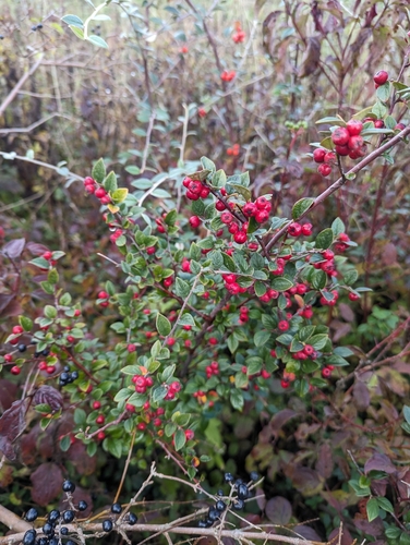 Image of Cotoneaster dielsianus by (c) Sam Thomas, some rights reserved (CC BY)