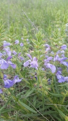 Salvia engelmannii