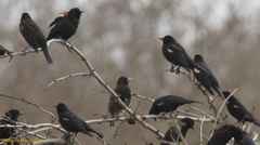 Sturnus vulgaris