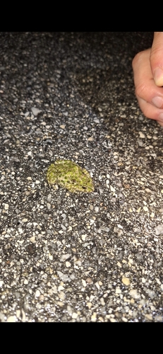 Lusitanian Parsley Frog, Portugal, photo 9 of 10
