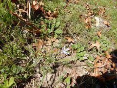 Androstephium coeruleum