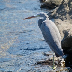 Egretta gularis