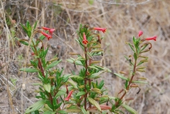 Diplacus parviflorus