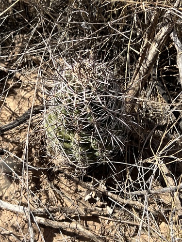 Echinocereus fendleri