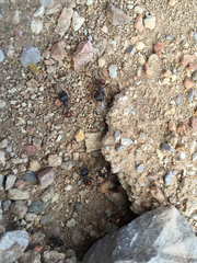 Pogonomyrmex rugosus