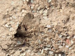 Pogonomyrmex rugosus