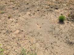 Pogonomyrmex rugosus