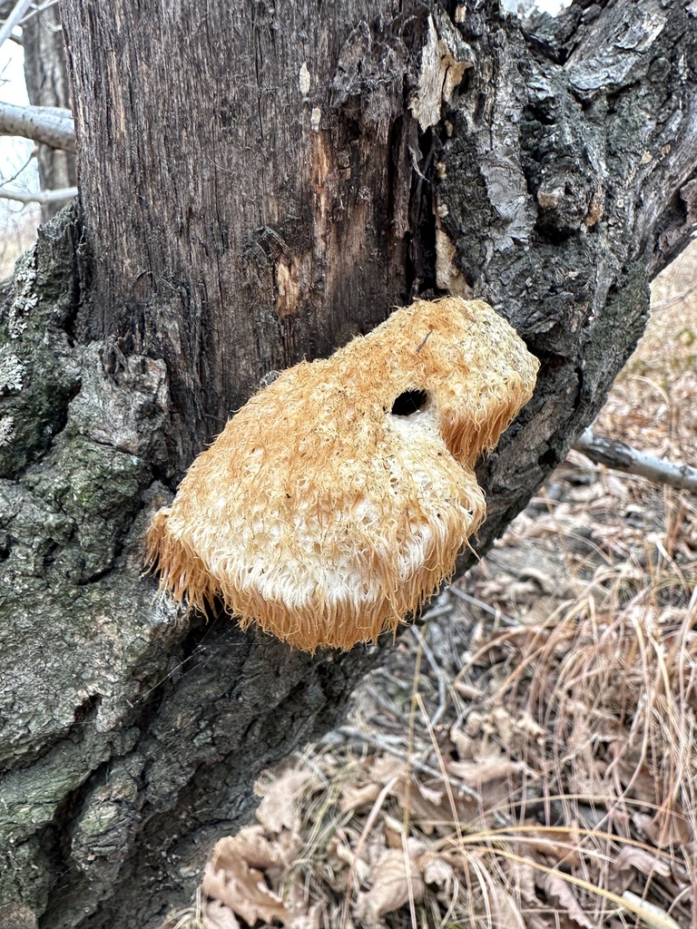 Hericium erinaceus · October 2023 · photo: © pt_tanny (iNaturalist, cc-by)