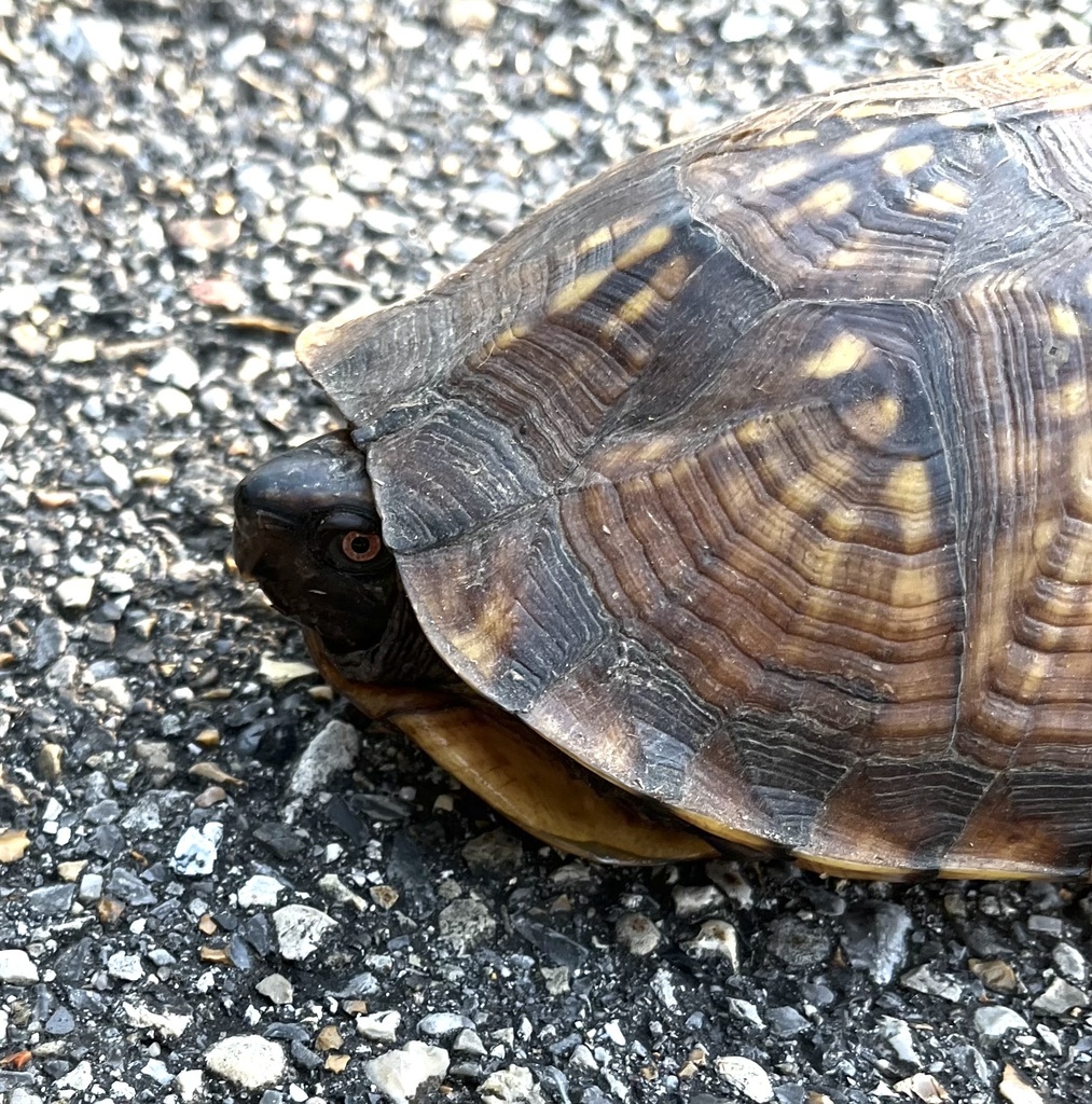 Gulf Coast Box Turtle In October 2023 By Ejbanner INaturalist   Large 