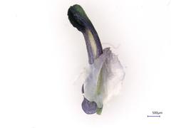 Fumaria densiflora
