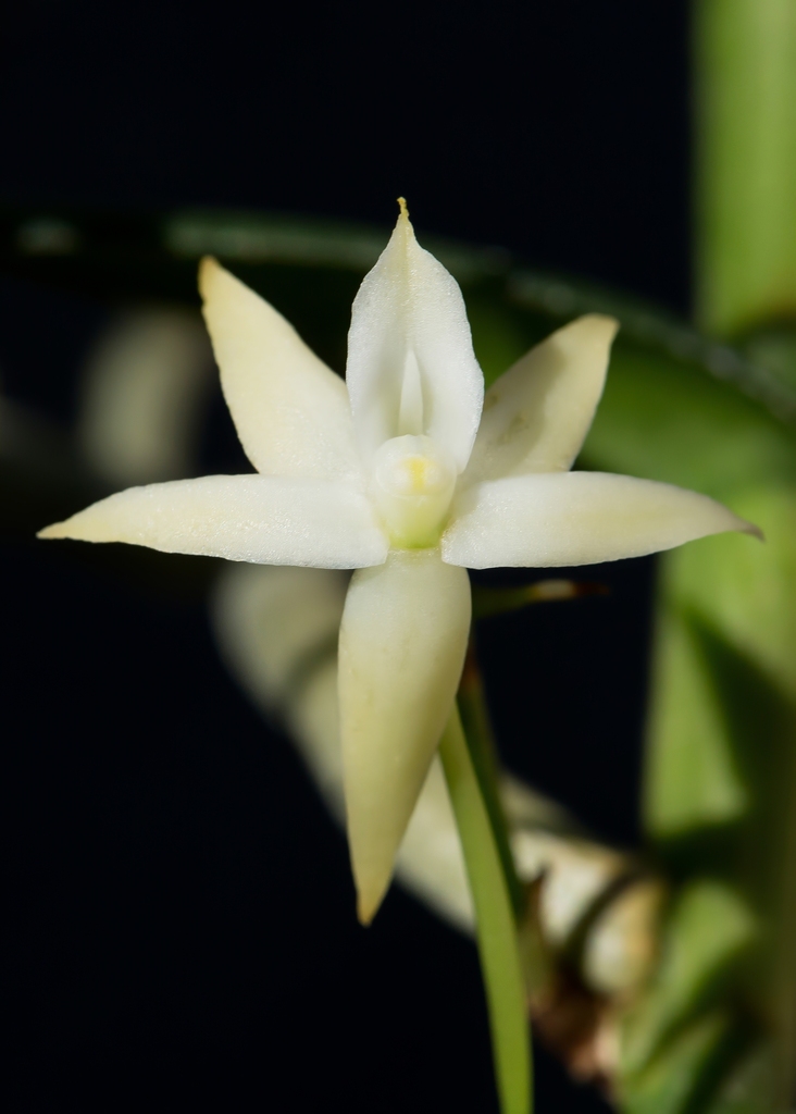 Conchoglossum