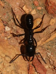 Plectroctena mandibularis