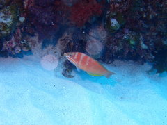 Pseudolabrus luculentus