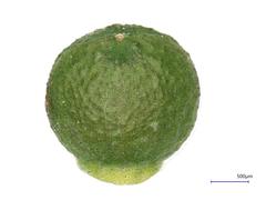 Fumaria densiflora