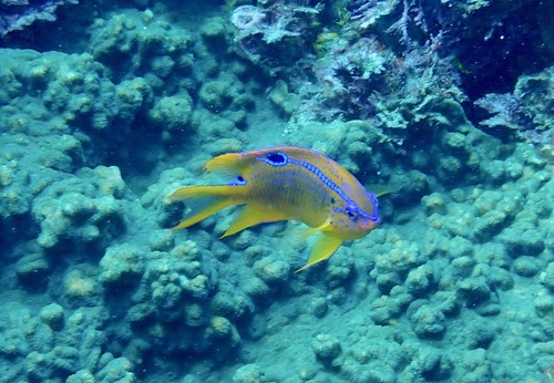Neoglyphidodon polyacanthus