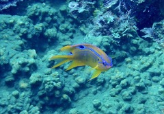 Neoglyphidodon polyacanthus