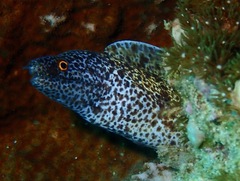 Gymnothorax annasona
