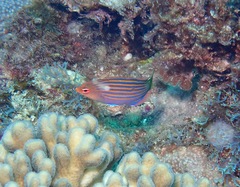 Pseudocheilinus hexataenia