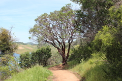 Arctostaphylos viscida