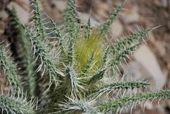 Cirsium eatonii clokeyi