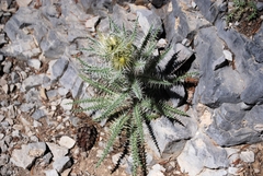 Cirsium eatonii clokeyi