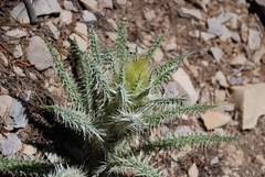 Cirsium eatonii clokeyi