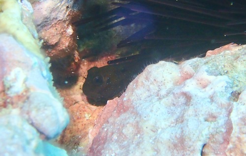 Blackblotch blenny (Cirripectes alboapicalis) — Blenniidae