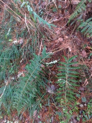 Polystichum parvipinnulum