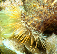 Calliactis parasitica