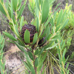 Leucadendron elimense vyeboomense