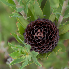 Leucadendron elimense vyeboomense