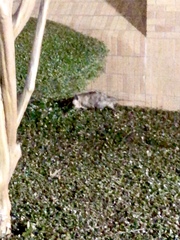 Didelphis virginiana