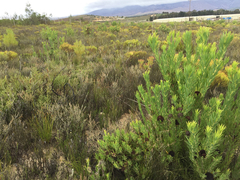 Leucadendron elimense vyeboomense
