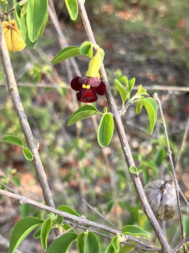 Tinnea rhodesiana, photograph 6