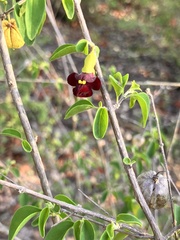 Tinnea rhodesiana, photograph rosshawkins, CC0, iNaturalist via GBIF