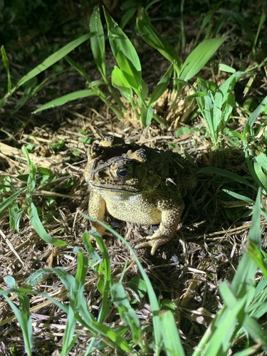 Asian Common Toad