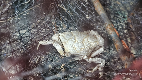 Demania scaberrima observed 2023-10-29