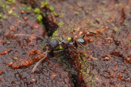 Pheidole lokitaePheidole lokitae
