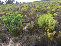 Leucadendron elimense vyeboomense