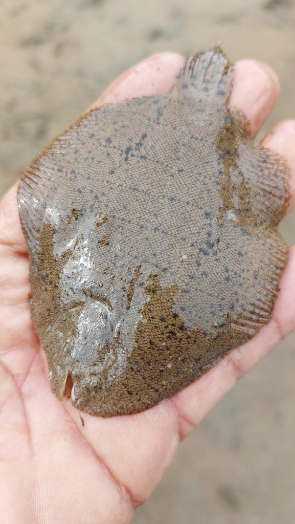Orinoco Freshwater Sole
