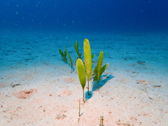 Caulerpa prolifera