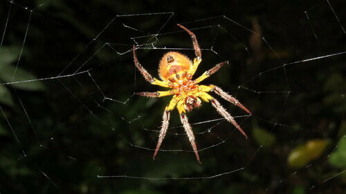 Tropical Orb Weaver