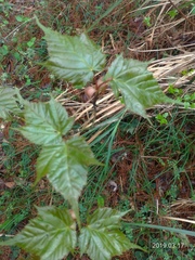 Acer morrisonense